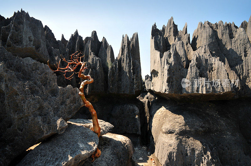 马达加斯加的Tsingy de Bemaraha